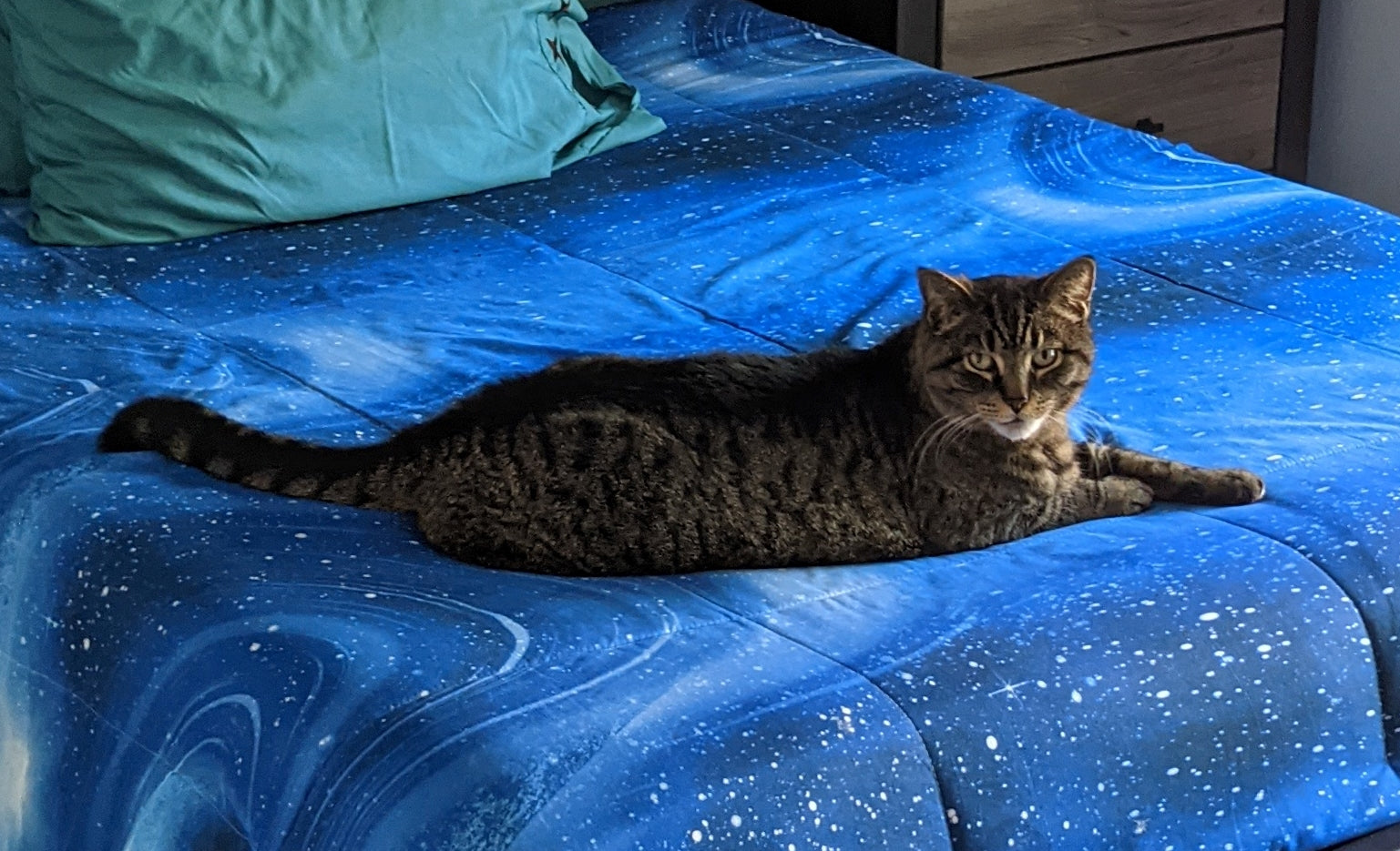 Why Do Cats Knead? Here’s Why Cat’s Knead and What it Means Dragon