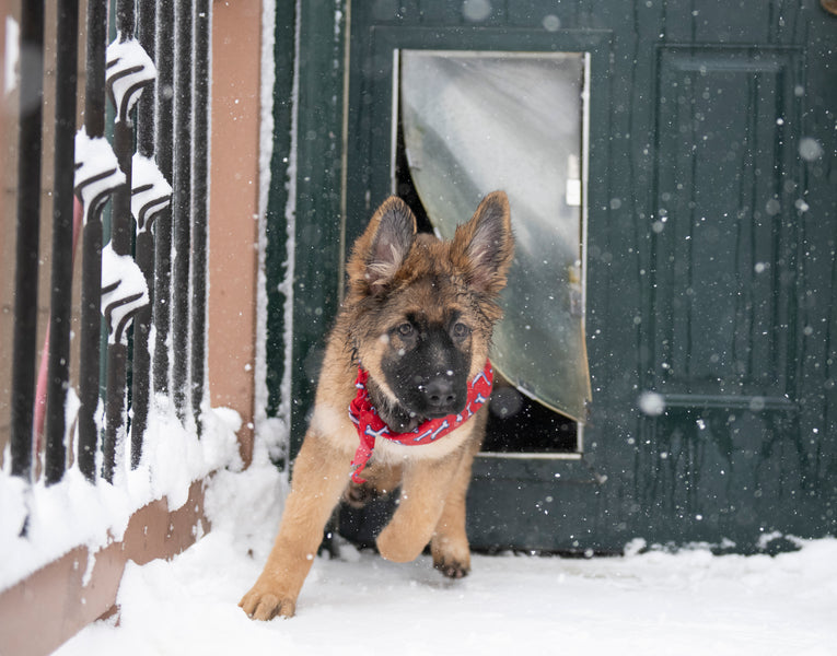 How to Protect Your Dog From The Cold