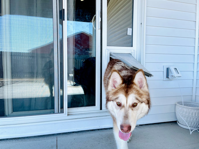 5 Tips for Choosing the Right Size Pet Door for Your Sliding Glass Door