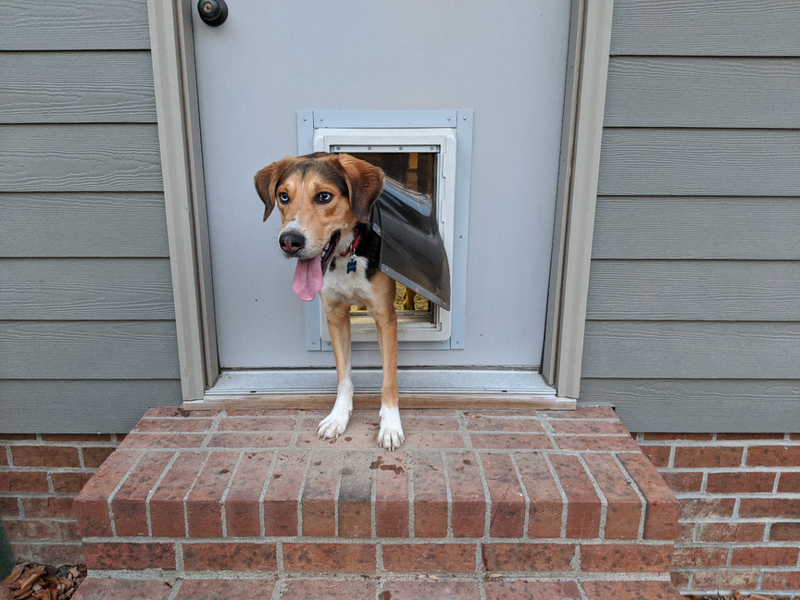 The Downsides of Electronic Pet Doors