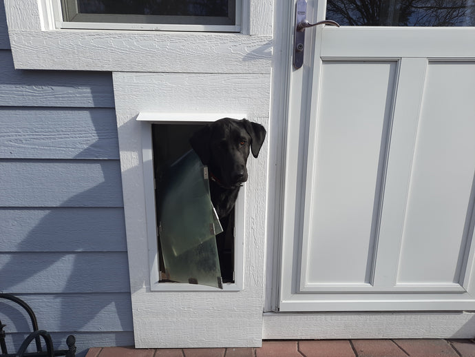 How to Install a Pet Door in a Wall