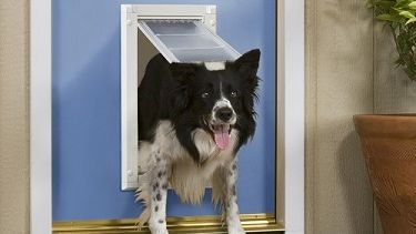 Everything You Need to Know About Pet Doors for Garage Doors