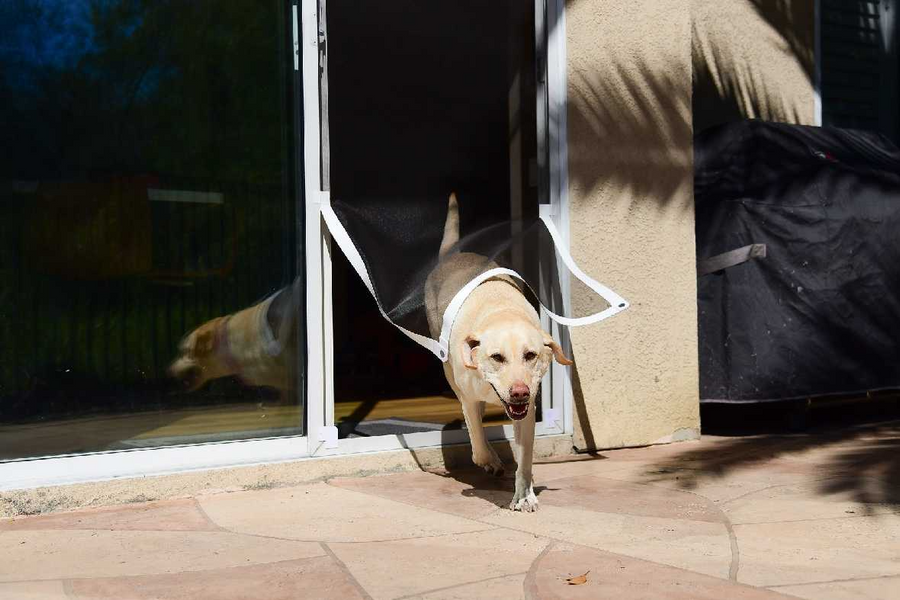 Dog Doors for Screen Doors: A Comparison of the Top Products on the Market