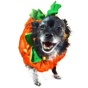 5 Fun Things to Do With Your Dog this Fall