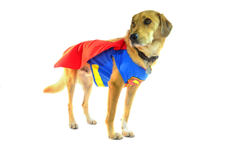 Teaching Your Dog to Wear a Halloween Costume