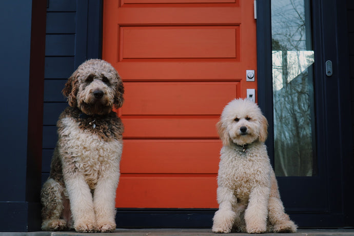 How to Open Your Own Pet Kennel Business