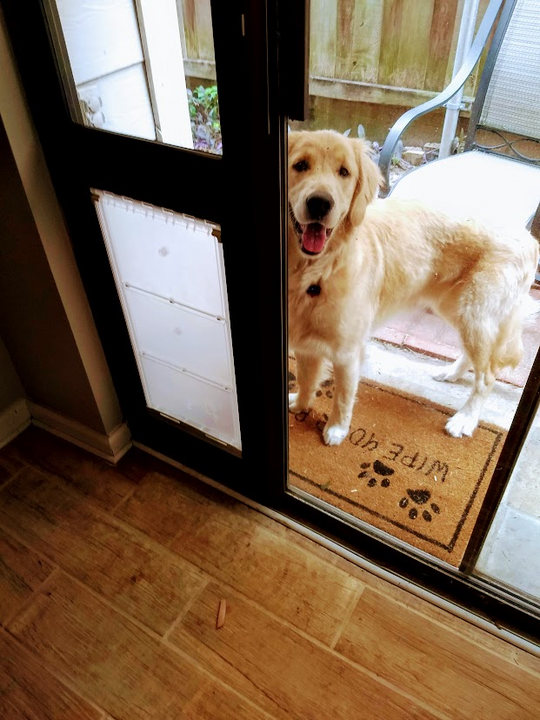 Dog door in glass panel clearance