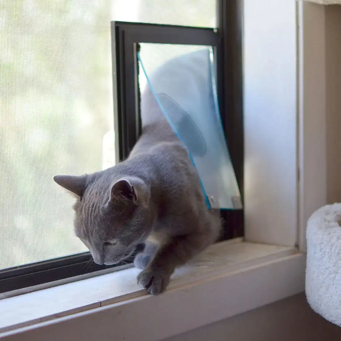 Cat door replacement best sale