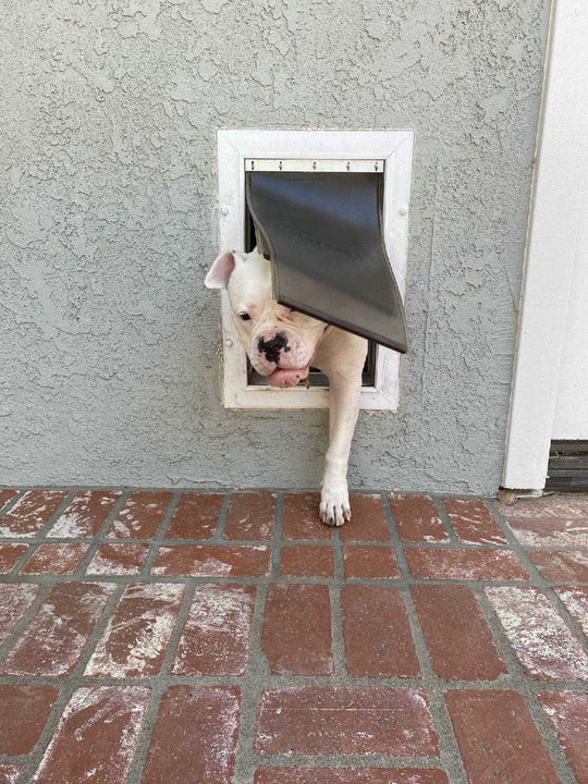 PetSafe Wall Entry Pet Door - Wall Pet Door for Dogs & Cats